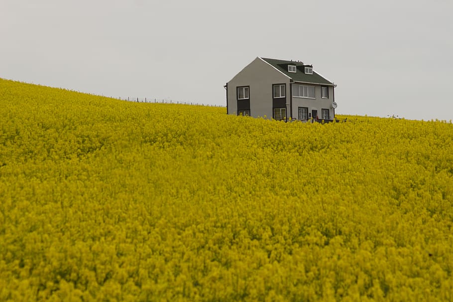 yellow flower field, building exterior, built structure, architecture HD wallpaper