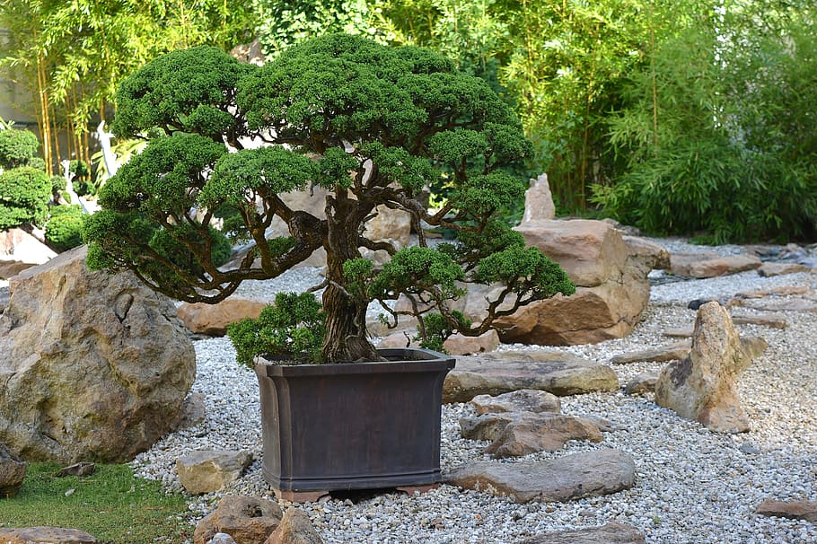 bonsai, japan, tree, harmony, art, plant, solid, growth, nature, HD wallpaper