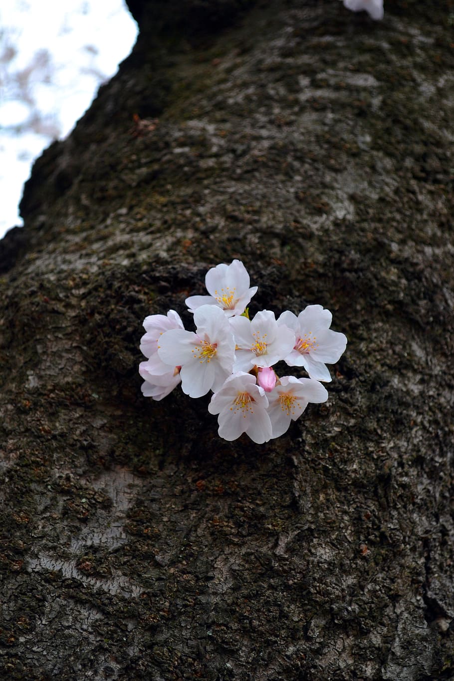 flower, sakura, japan, spring, pink, blossom, nature, flora HD wallpaper