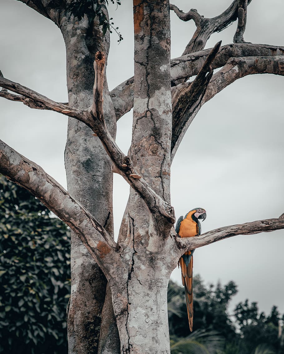 blue-and-yellow macaw perching on tree, bird, animal themes, animal wildlife HD wallpaper