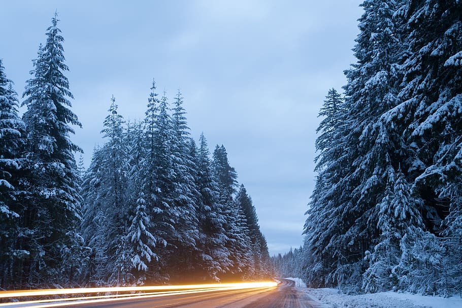 Time Lapse Photography Of Car, cold, forest, light streaks, long-exposure HD wallpaper