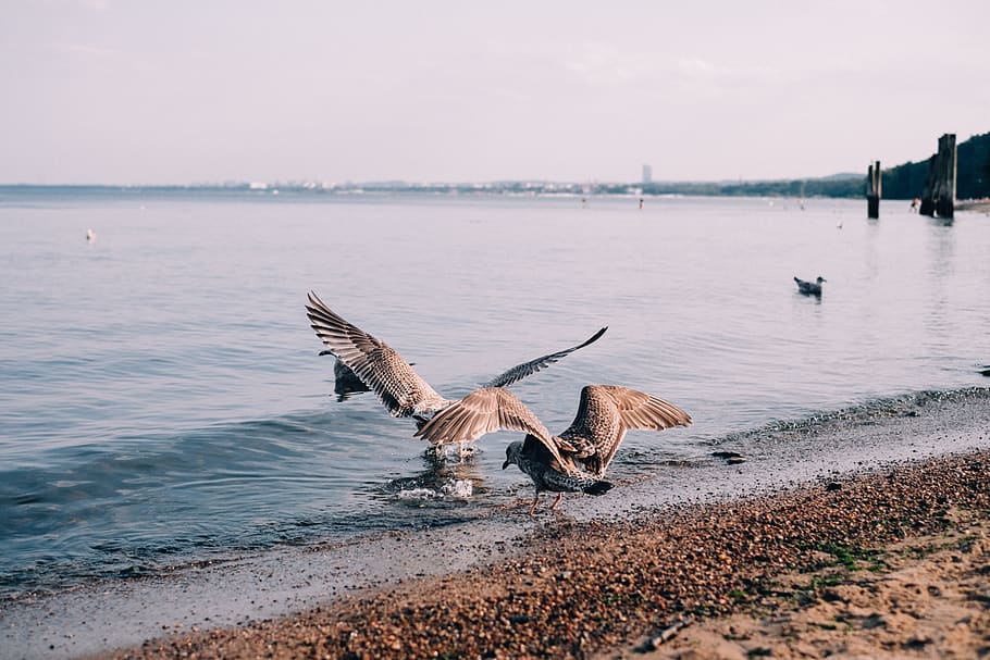 Two Gulls on Shore, beach, daylight, landscape, nature, ocean HD wallpaper