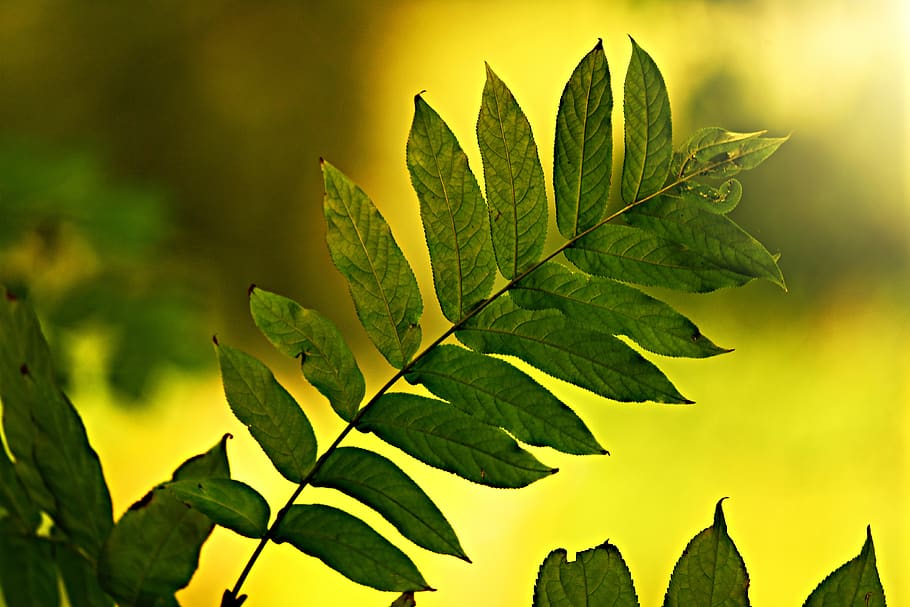leaf, twig, vein, pattern, branch, bush, back light, nature HD wallpaper