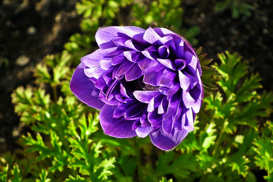 anemone, flower, blue, spring, garden, macro, jaskrowate, beautiful HD wallpaper