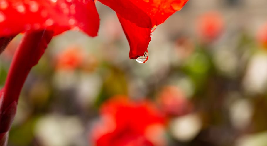blueme, drip, building, macro, rain, red, beauty in nature HD wallpaper