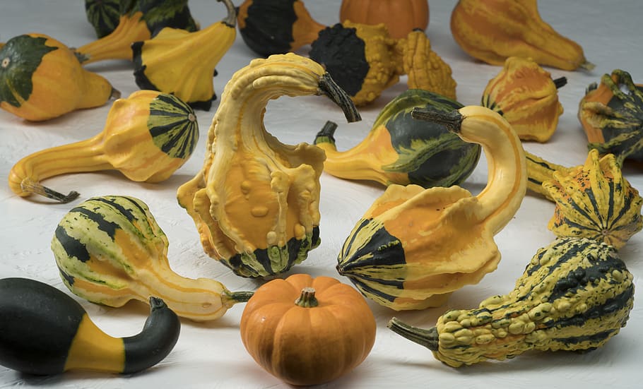 assorted vegetable lot, flora, food, plant, produce, squash, gourd HD wallpaper