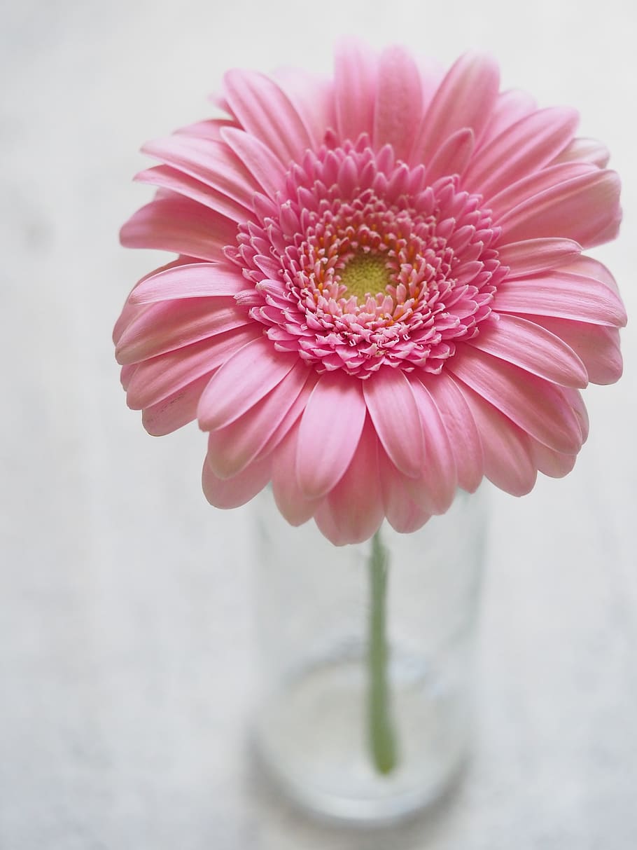 Pink Gerbera Flower in Closeup Photography, background, beautiful HD wallpaper