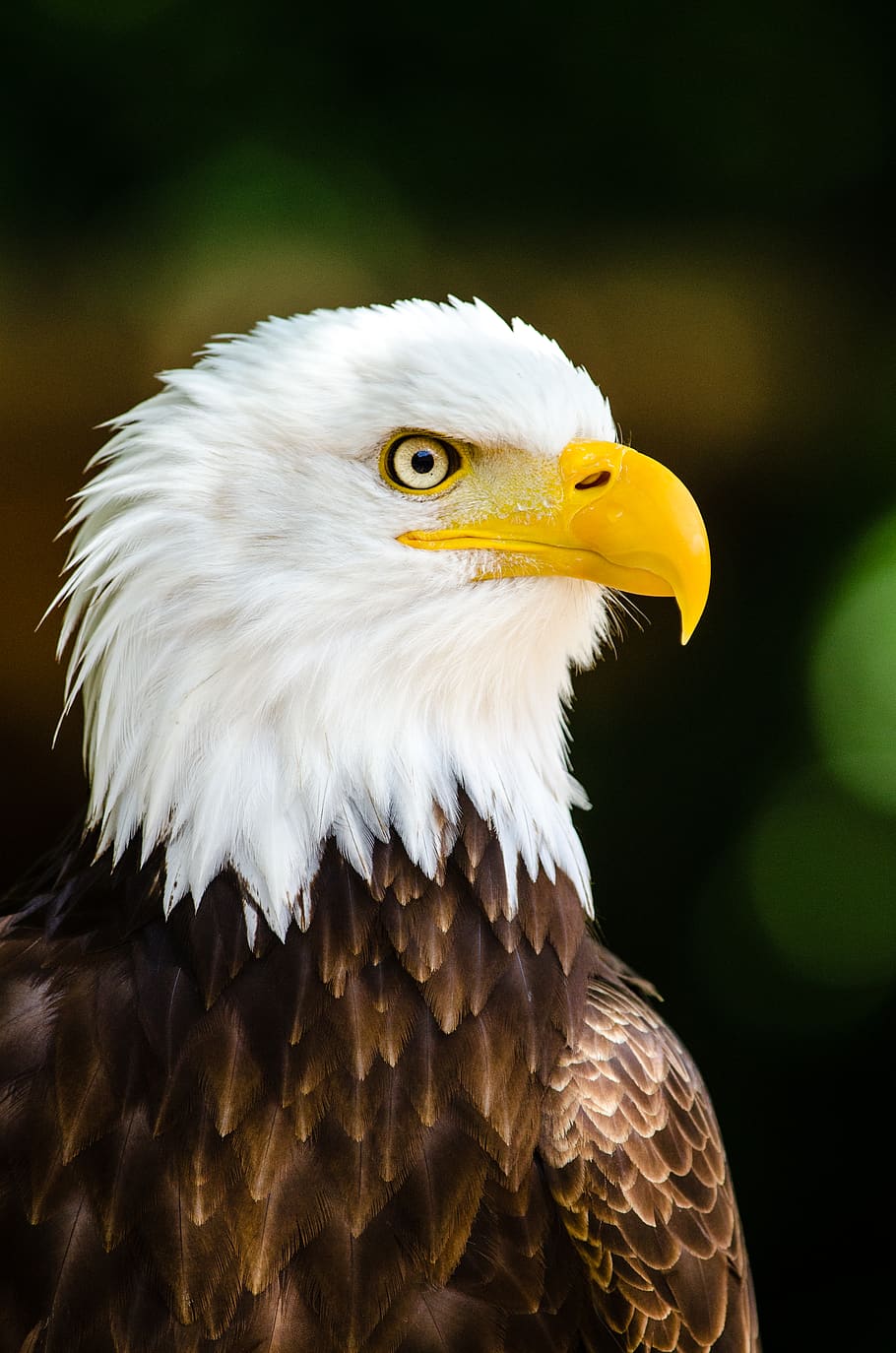 Close Up Photography of Bald Eagle, animal, feathers, plumage HD wallpaper