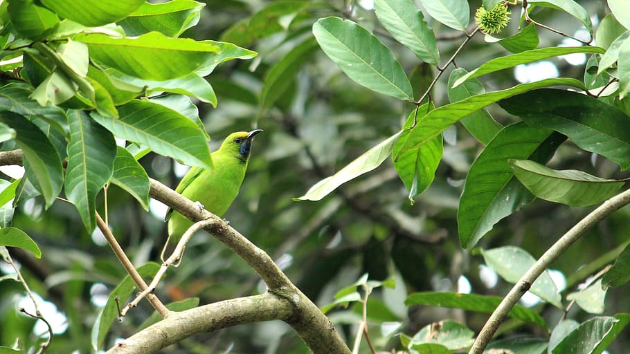 bird, leafbird, green, golden, blue, black, head, eyes, plumage, HD wallpaper