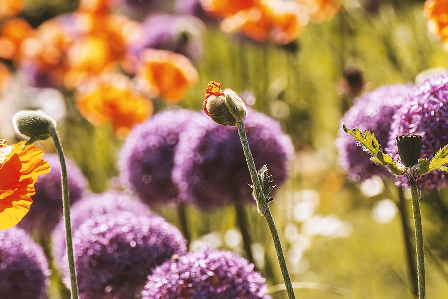 Spring begins. Beutiful flowers on the meadow, flowering plant HD wallpaper