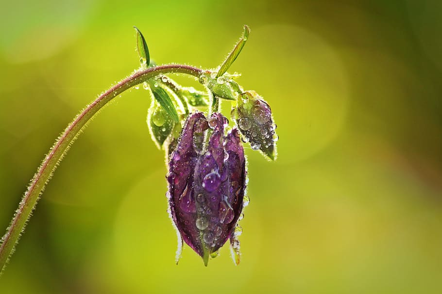 flower, nature, fresh, freshness, close-up, plant, purple, no people HD wallpaper