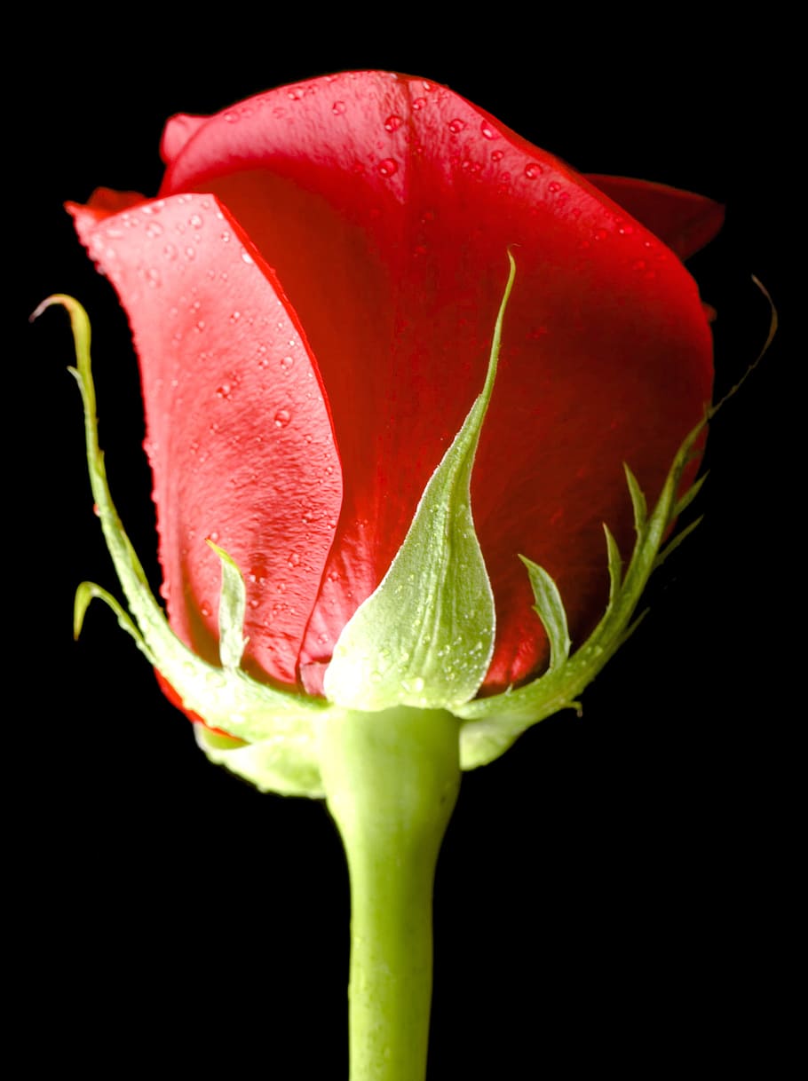 black, rose, red, background, closeup, isolated, nobody, petal HD wallpaper