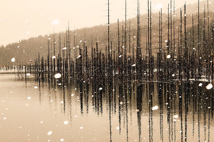 tree, lake, winter, snow, snow capped mountain, snowing, snowing landscape HD wallpaper