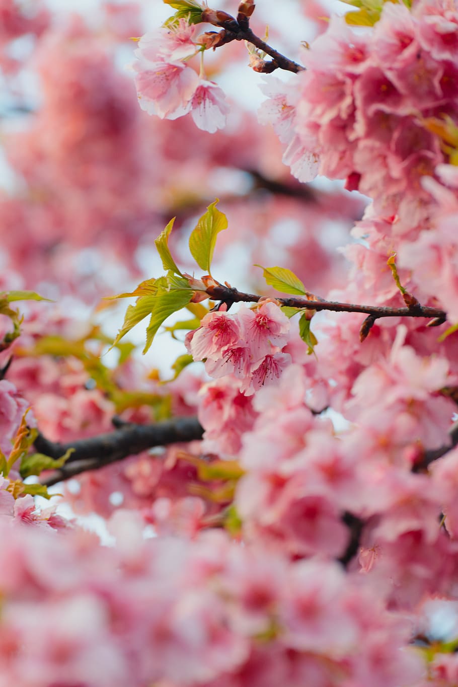 pink flowers, pink color, flowering plant, freshness, fragility HD wallpaper