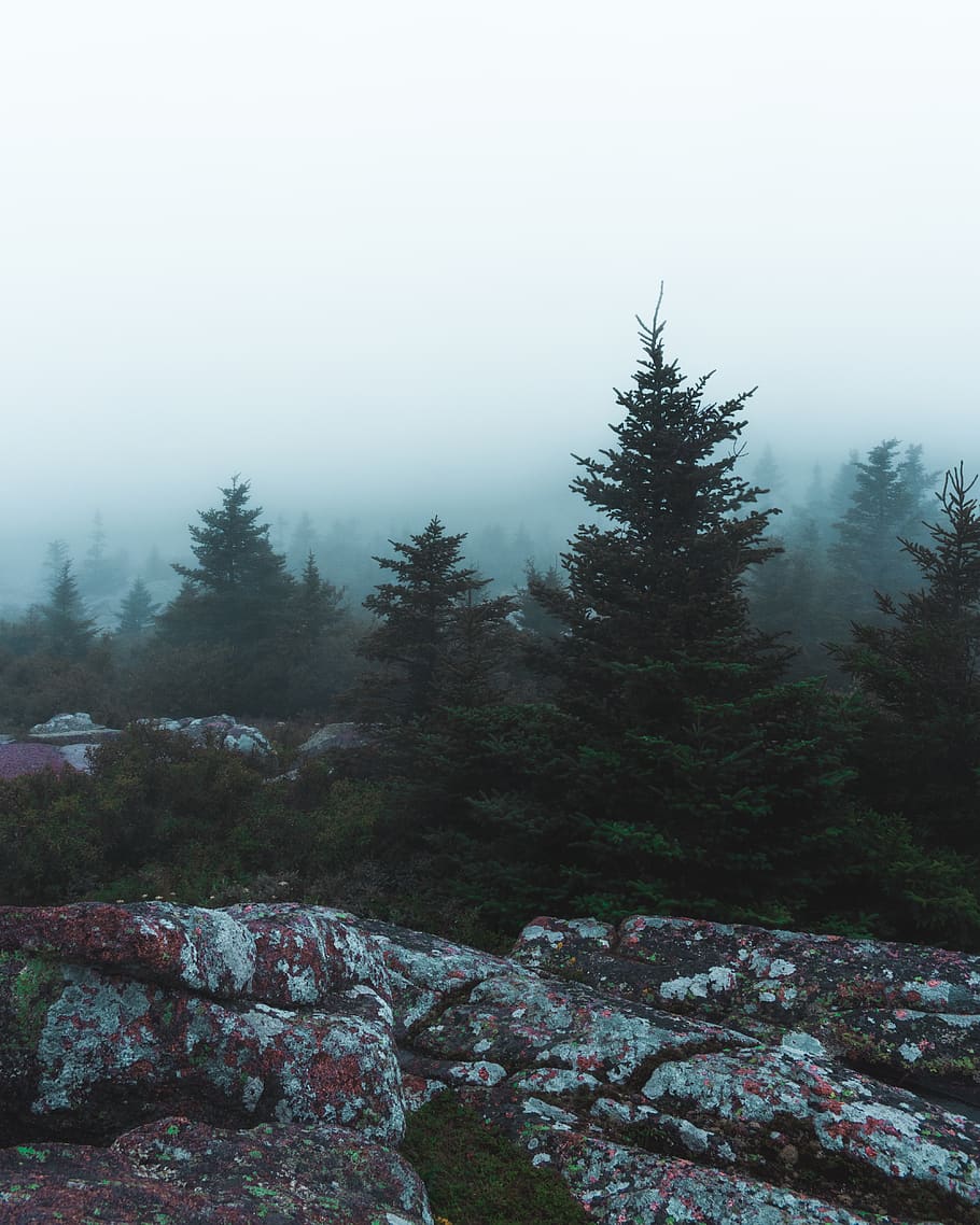 pine trees with fogs, plant, fir, abies, conifer, nature, spruce HD wallpaper