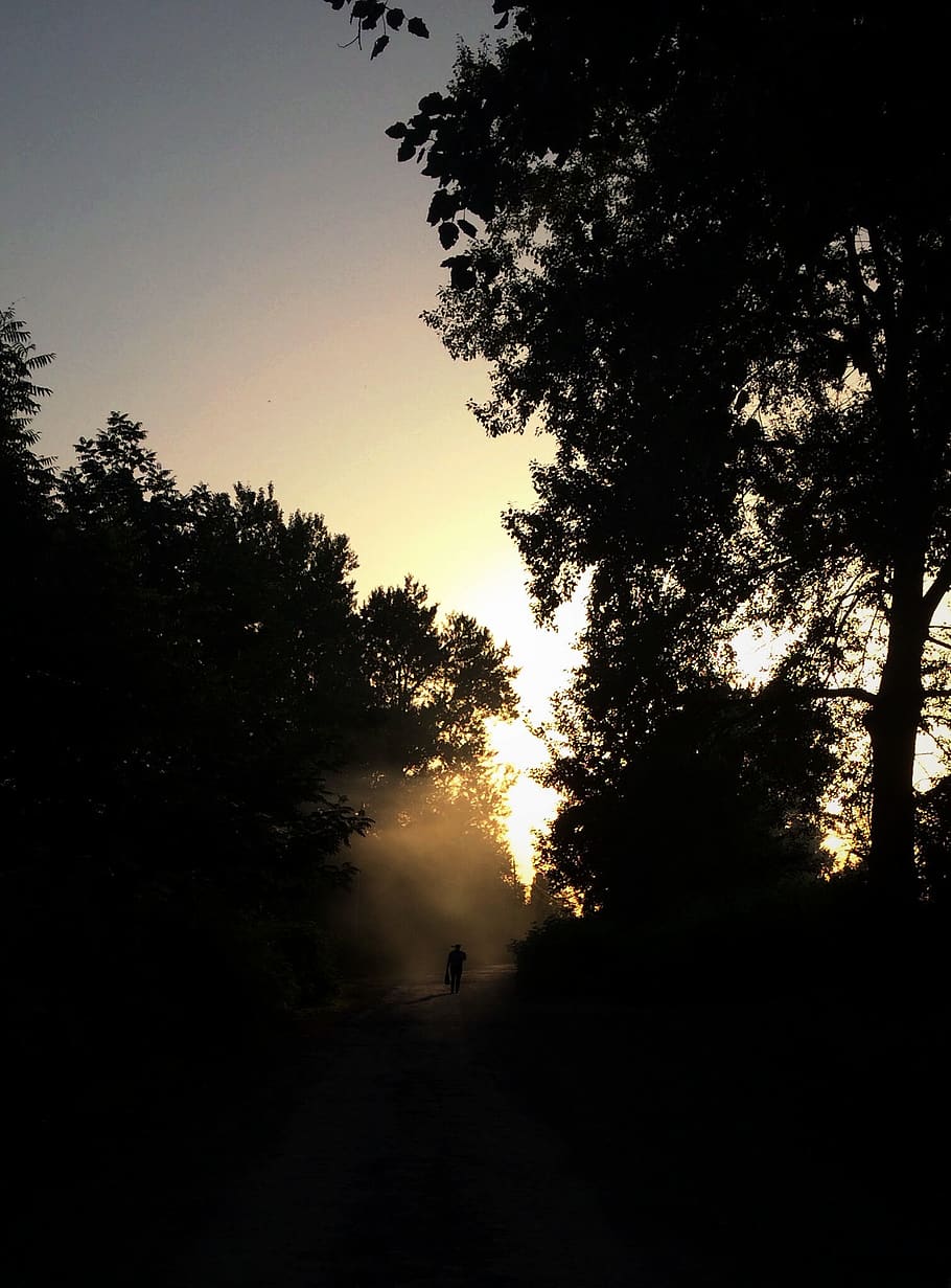 azerbaijan, gebele, trees, forest, old man, sunset, plant, silhouette HD wallpaper