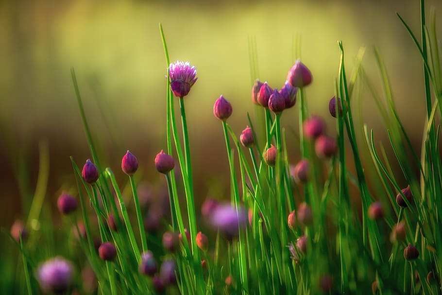 purple petaled flower, plant, beauty in nature, growth, flowering plant HD wallpaper