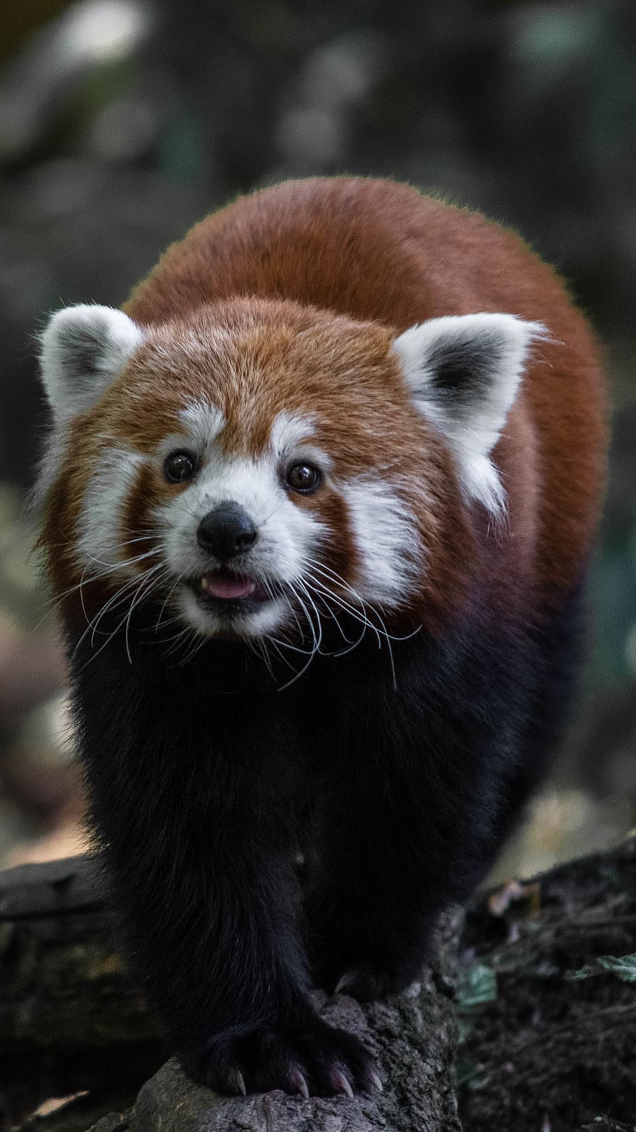 red panda, animal, wildlife, mammal, saint-cross park, lesser panda, HD wallpaper
