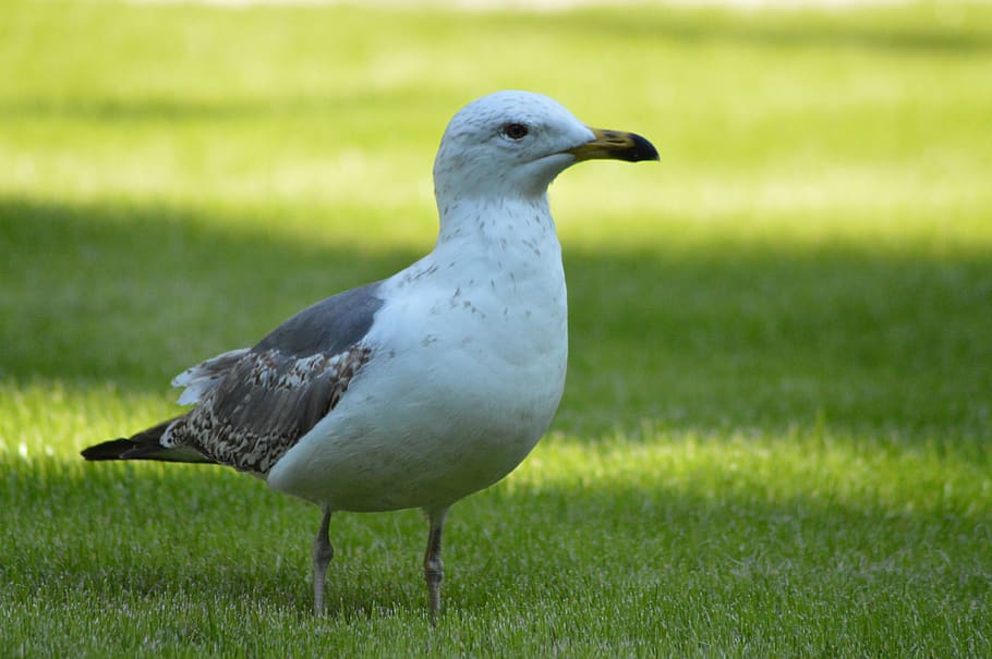 seagull, bird, nature, wings, white, animal themes, animals in the wild HD wallpaper