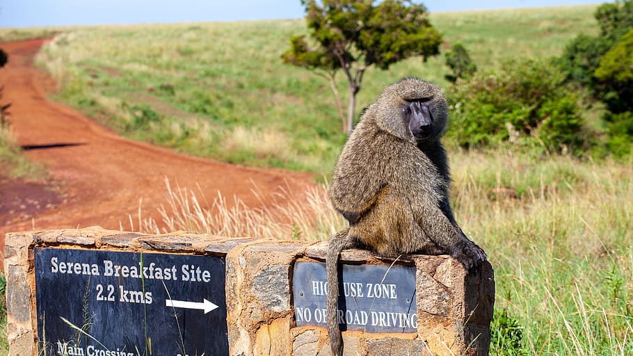 monkey, breakfast, savannah, kenya, safari, away, bush, africa HD wallpaper