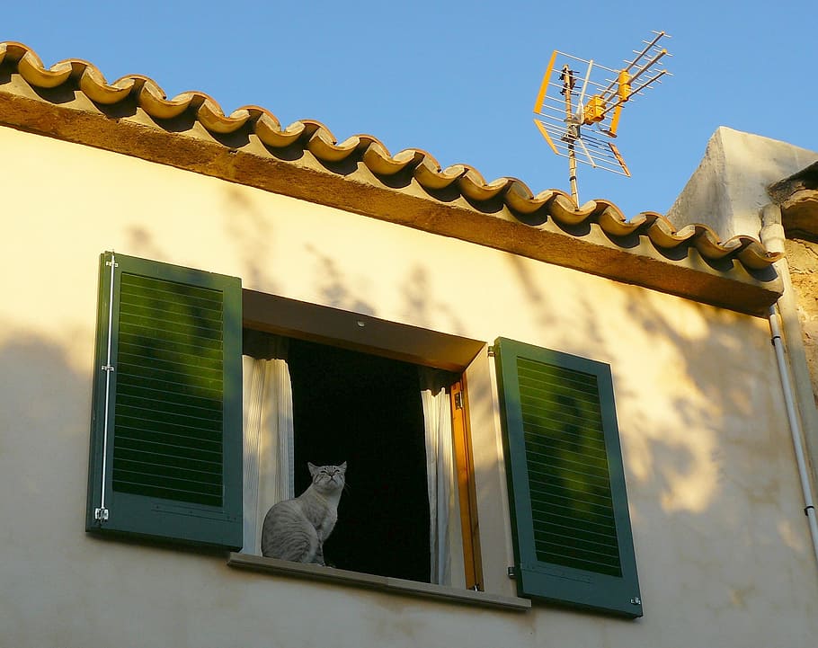window, building, architecture, cat, animal, building exterior HD wallpaper