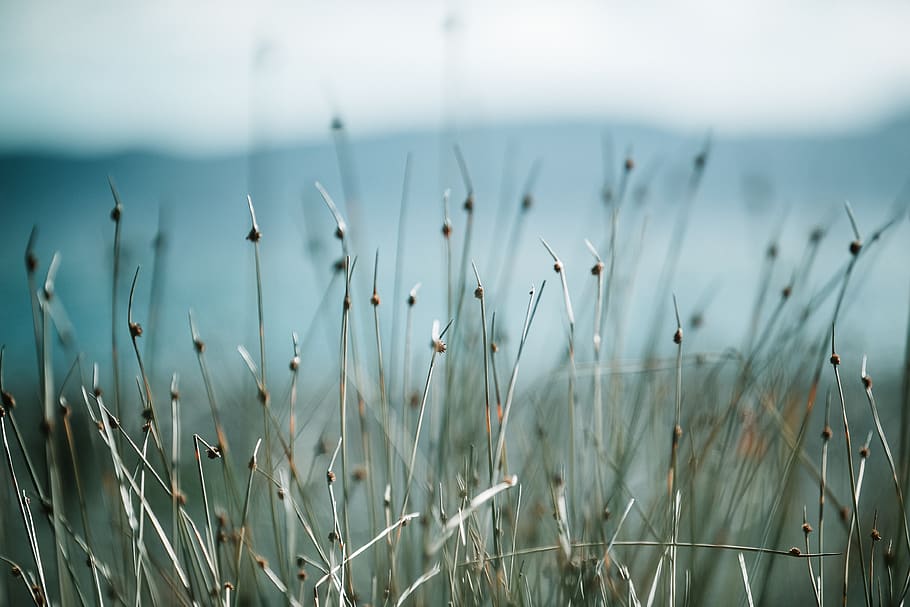 brown leafed plants, growth, beauty in nature, tranquility, focus on foreground HD wallpaper