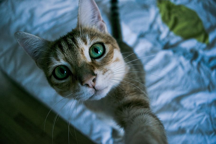 cat, interior, eyes, domestic cat, animal themes, pets, mammal HD wallpaper