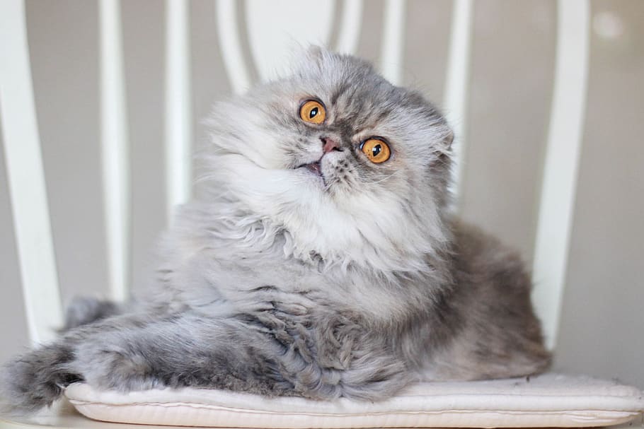 cat, chic, beautiful, cute, eyes, yellow, ears, mustache, paws HD wallpaper