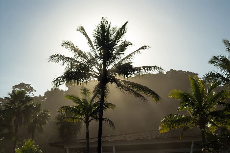 Coconut Trees, palm trees, tropical climate, plant, sky, growth HD wallpaper