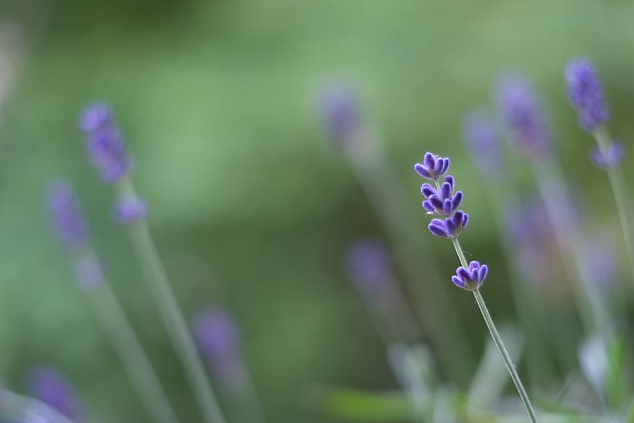 germany, augsburg, flower, flowering plant, purple, fragility HD wallpaper