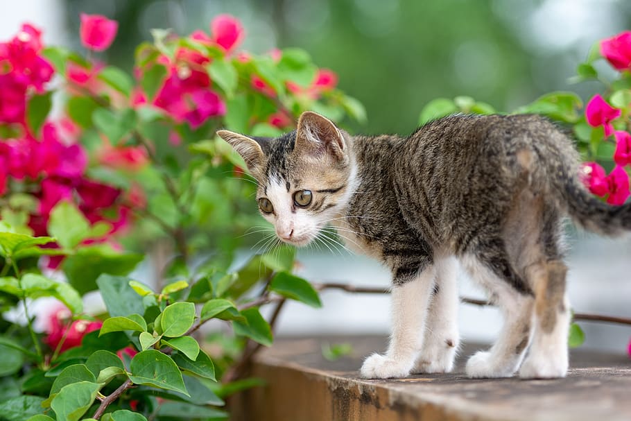 kitty, cat, animal, cute, pets, mammal, domestic cat, domestic animals HD wallpaper