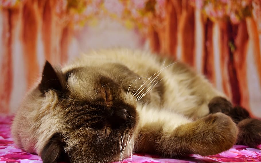 british shorthair, cat, pet, mieze, domestic cat, british shorthair cat, HD wallpaper