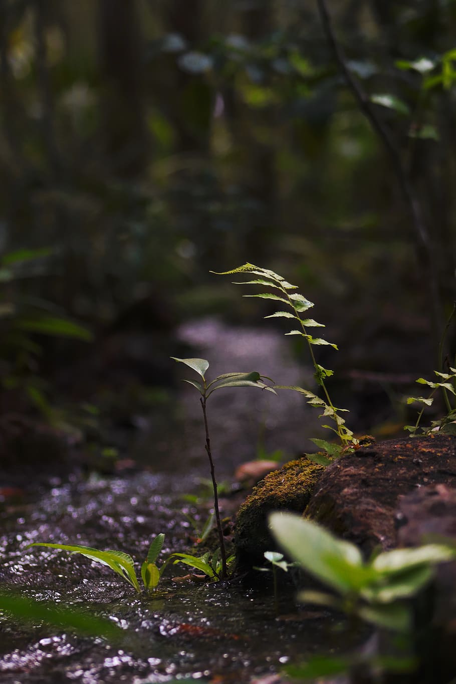 india, murud, nature, greenery, stream, nature trail, wildlife HD wallpaper