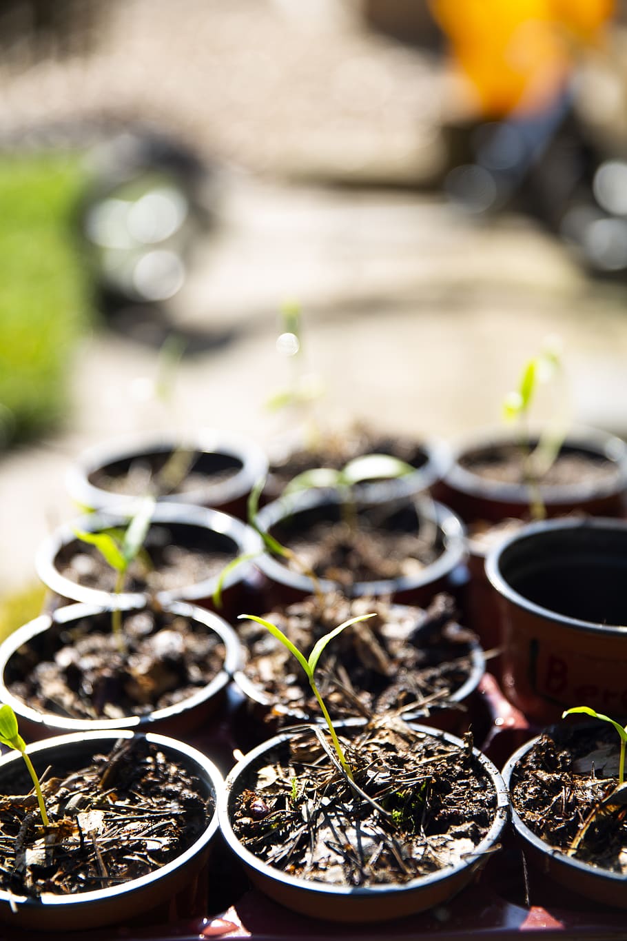 green-leafed plant, selective focus, growth, seedling, day, no people HD wallpaper