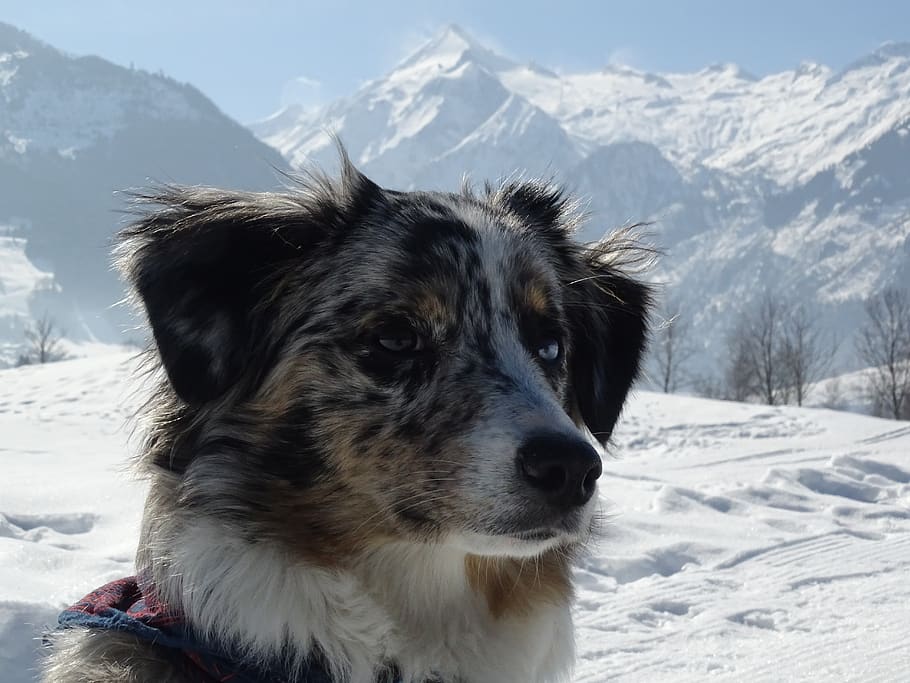 snow, winter, cold, nature, mountain, frozen, dog, landscape HD wallpaper