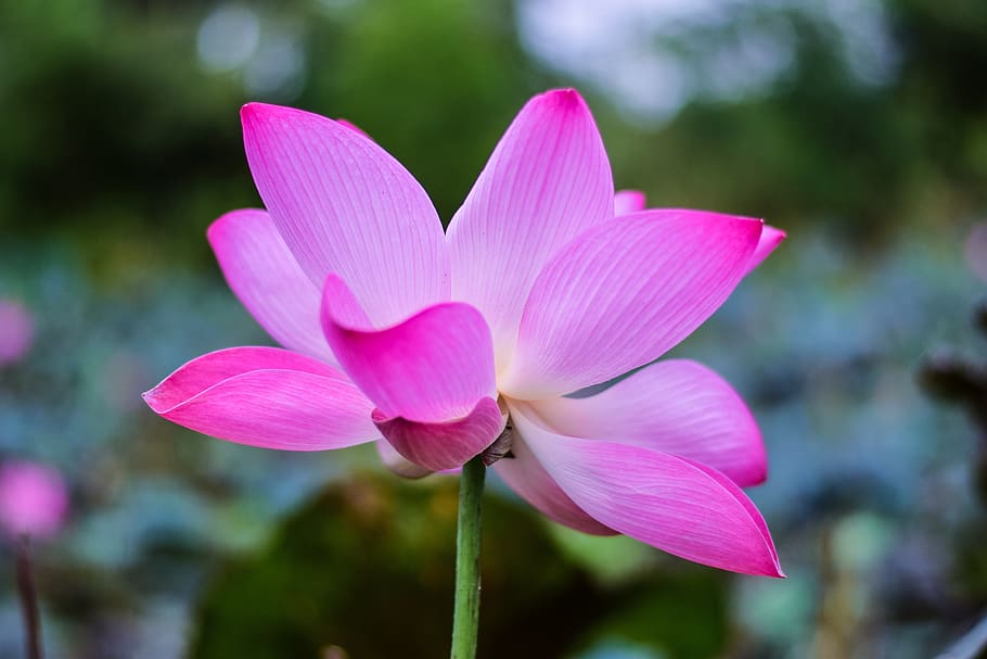 lotus, flowers, nature, bo, water plants, pink, lily, open