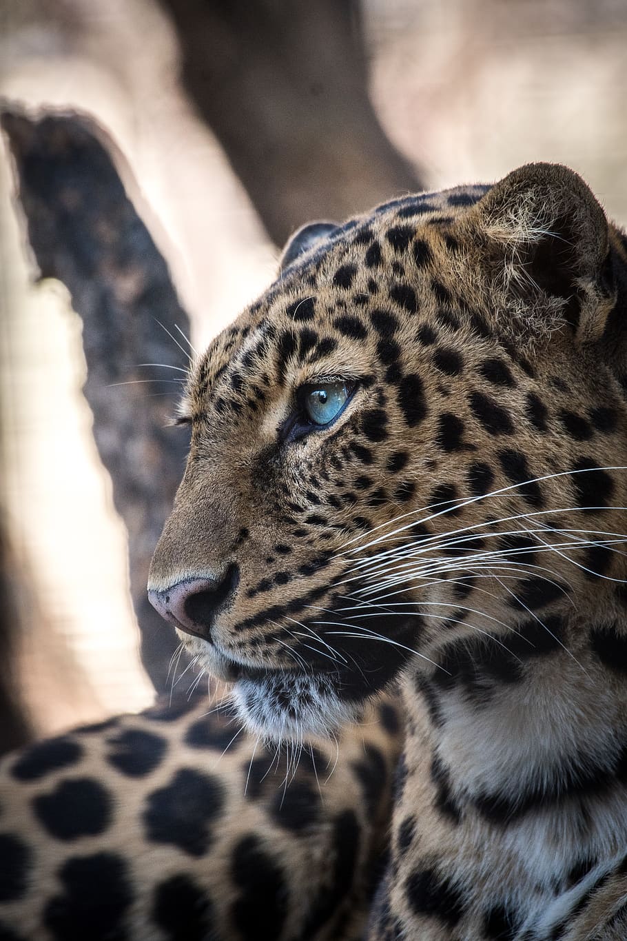 brown and black leopard, animal themes, one animal, mammal, big cat HD wallpaper