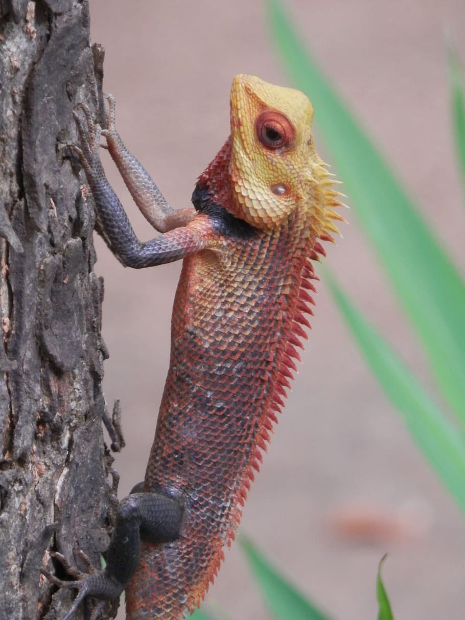 srilanka, colombo, nature, tree, insect, animal, wilderness HD wallpaper