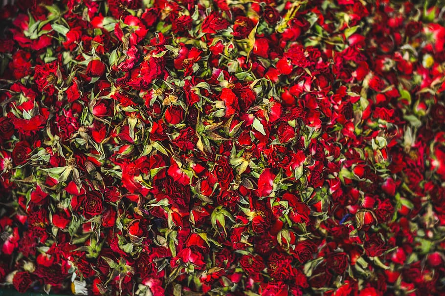 Red Petaled Flowers, dried, dry, flora, petals, roses, full frame HD wallpaper