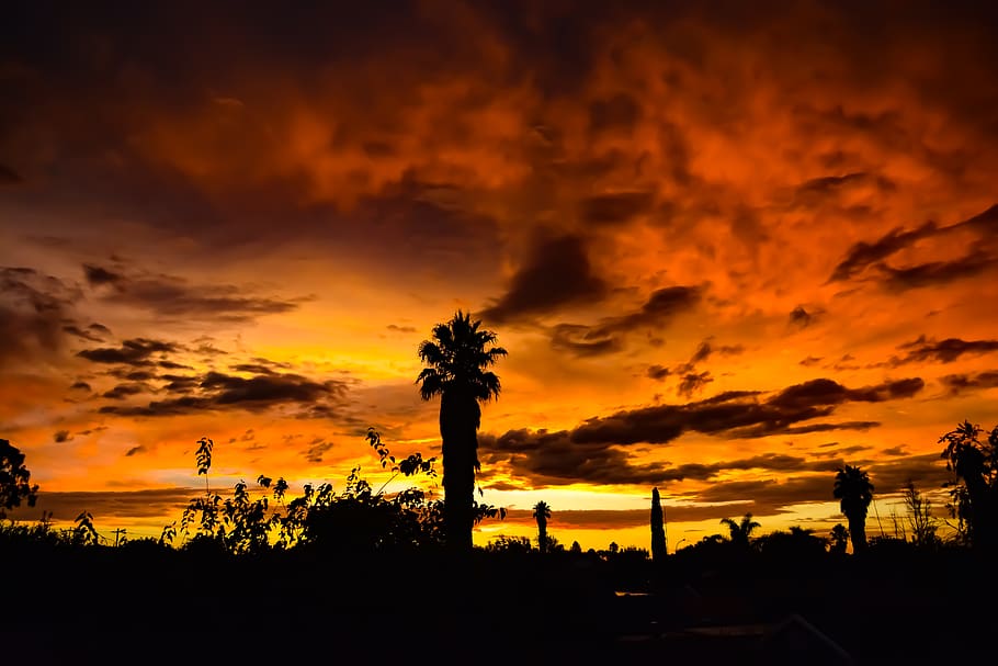 golden hour, nature, outdoors, sky, dawn, dusk, red sky, silhouette HD wallpaper