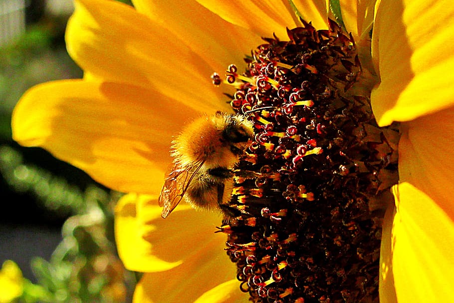 sunflower, bee, bumblebee, bug, nature, plant, vegetable, ecology HD wallpaper