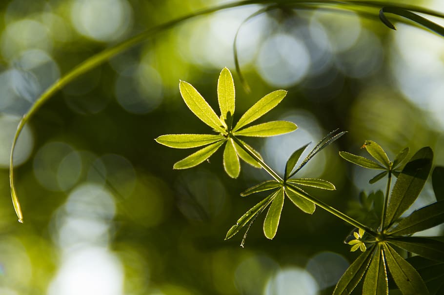 romania, plant part, leaf, growth, green color, close-up, no people HD wallpaper