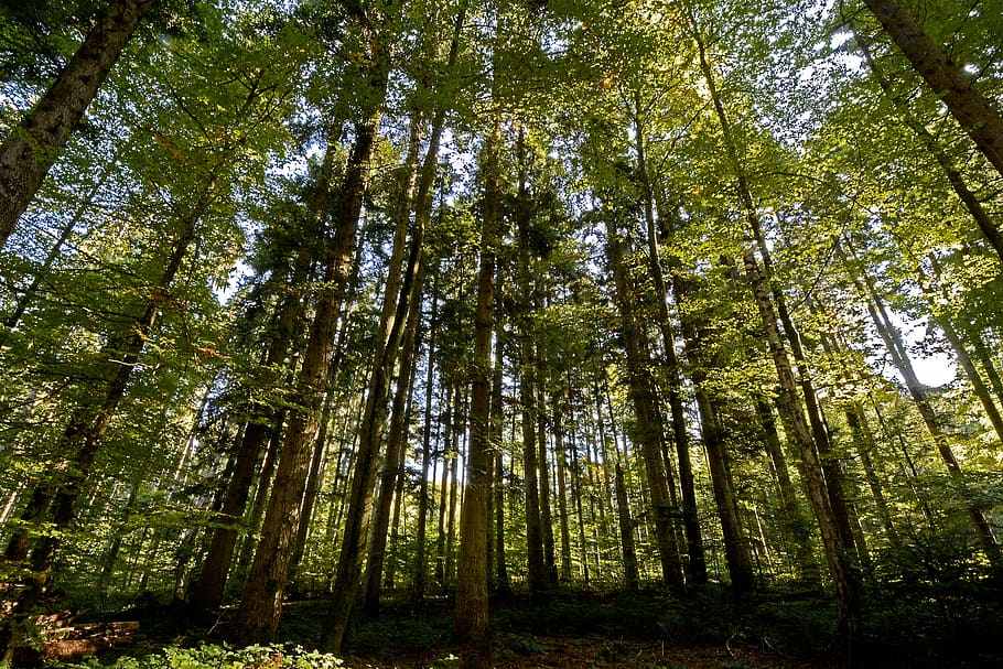 trees, forest, nature, landscape, light, atmosphere, mood, green HD wallpaper