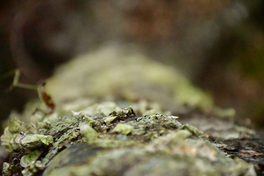moss, plant, algae, animal, mushroom, fungus, agaric, grass HD wallpaper