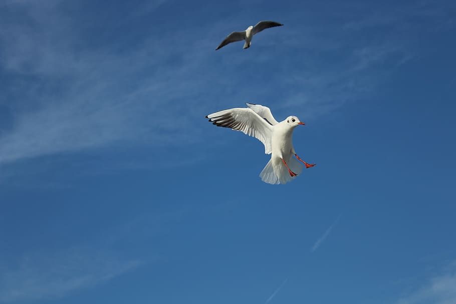 seagull, bird, gulls, flying, wing, sky, istanbul, turkey, animal HD wallpaper