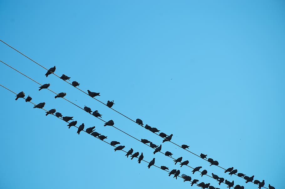 india, jodhpur, pigeon, rest, wire, birds, queue, rajasthan HD wallpaper