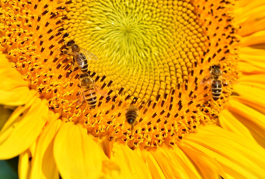 sunflower, bee, insect, sprinkle, pollen, blossom, bloom, bright HD wallpaper