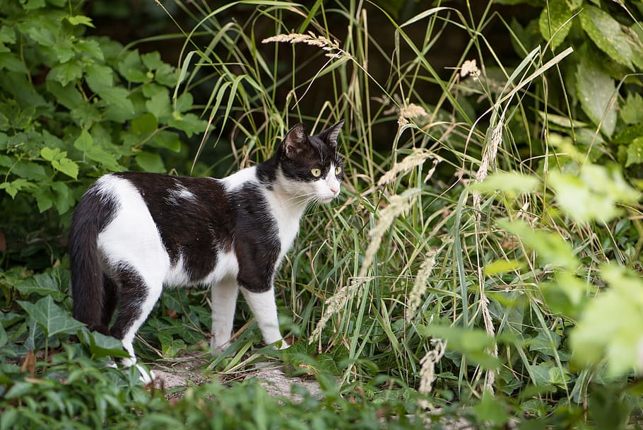 cat, kitten, spotted cat, black, white, animal, pet, sweet HD wallpaper
