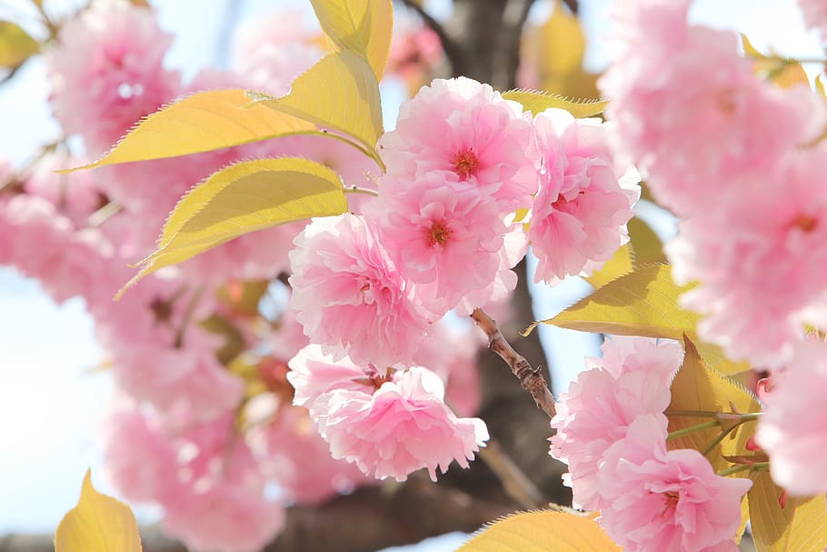spring, spring flowers, nature, plants, season, garden, flowering HD wallpaper
