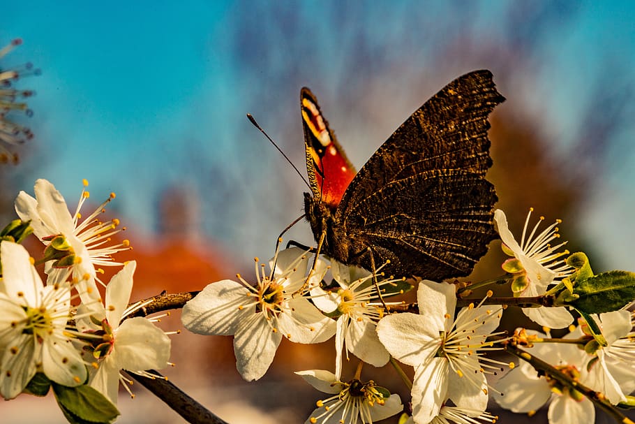 butterfly, nature, macro, wings, blooms at, flower, plant, flowering plant HD wallpaper